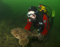 Diver and large Anglerfish, Isle of May Scotland.
Nikon ... by Mike Clark 